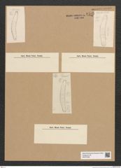 Diatomeae indet. Zeichnungen Sammlung Grunow Nr. 6589 (NHMW-BOT-W0375338)
